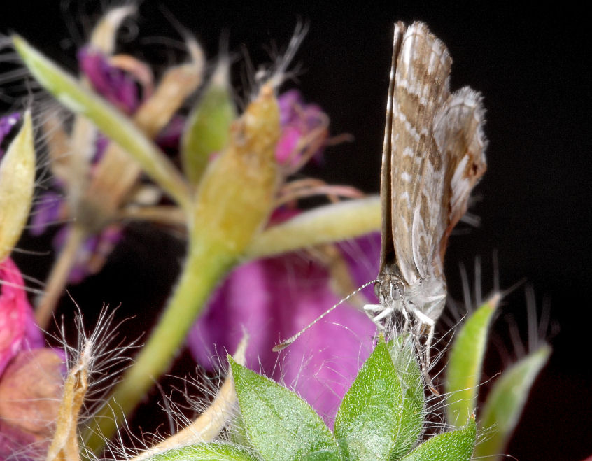 E'' tornata Cacy!